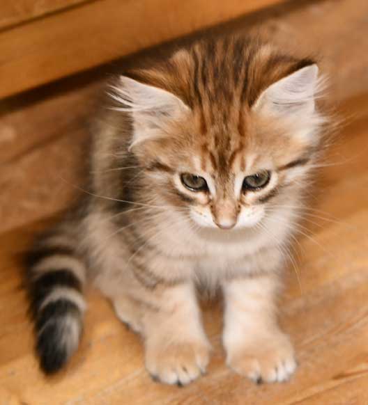 sibirisk kattunge Ursula