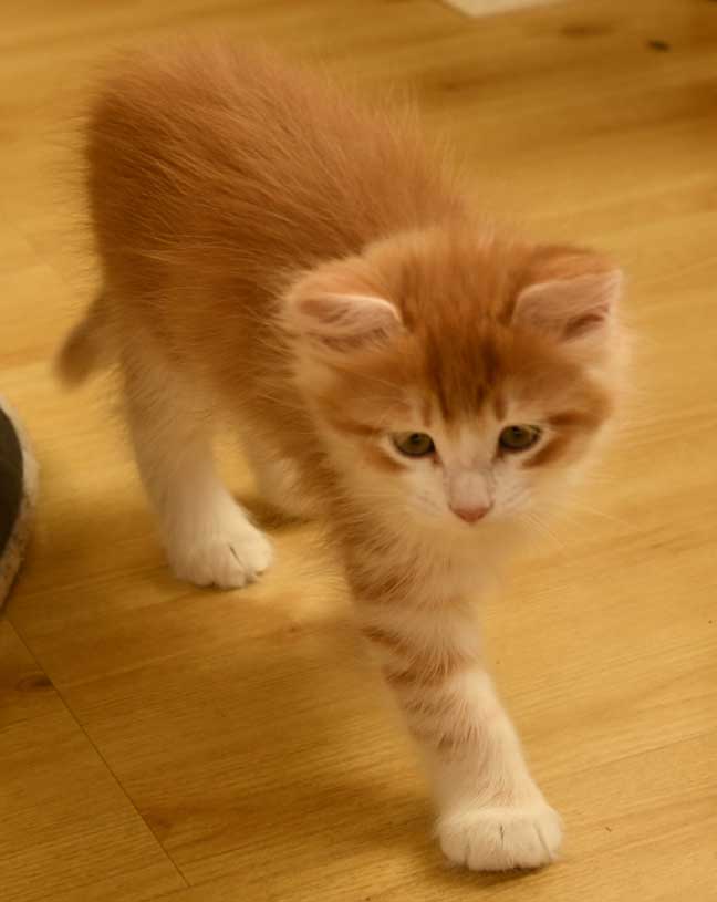 sibirisk kattunge Ukko
