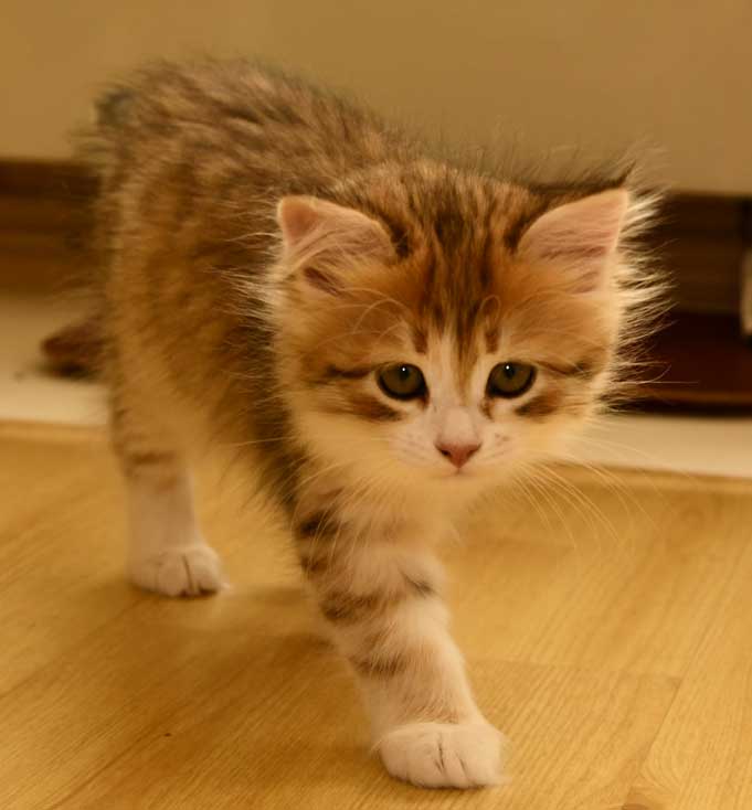 sibirisk kattunge Urey
