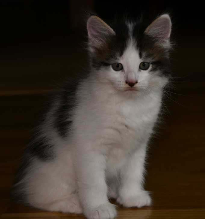 sibirisk kattunge Velimir
