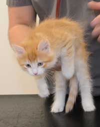 sibirisk kattunge Ukko