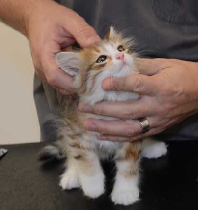 sibirisk kattunge Ueta