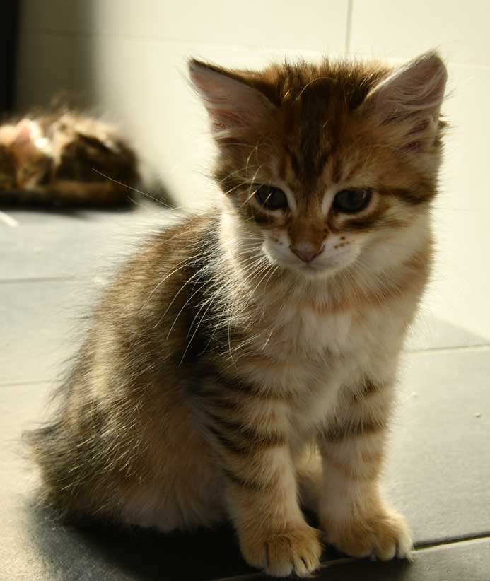 sibirisk kattunge Ursula