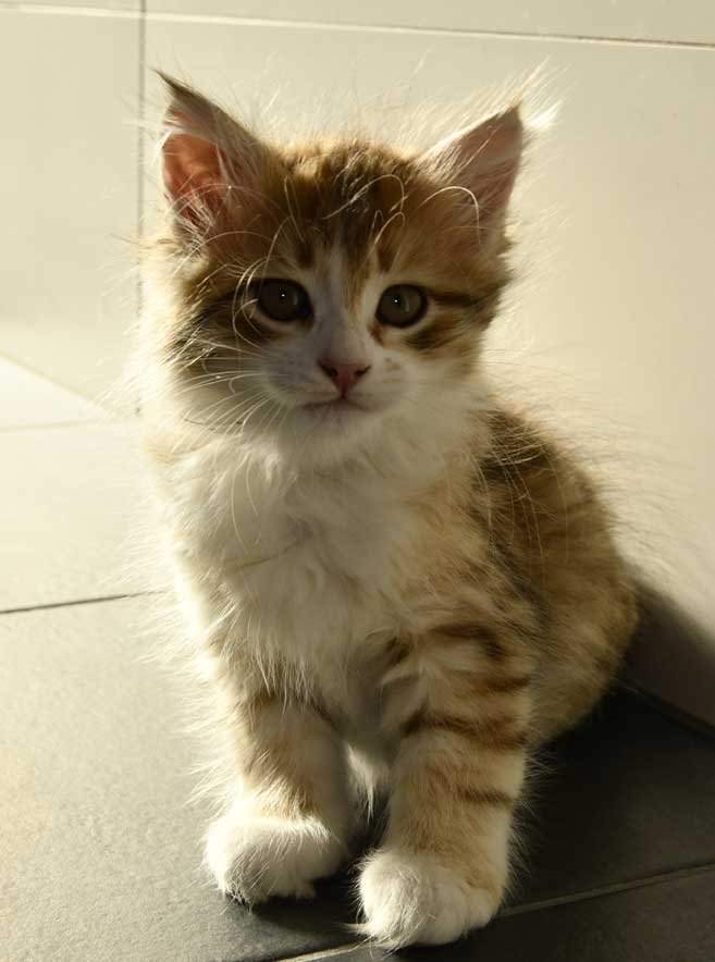 sibirisk kattunge Urey