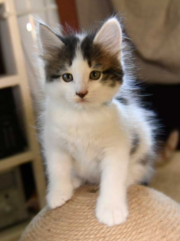sibirisk kattunge Velimir