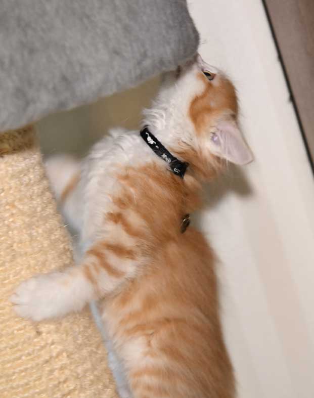 sibirisk kattunge Verdi