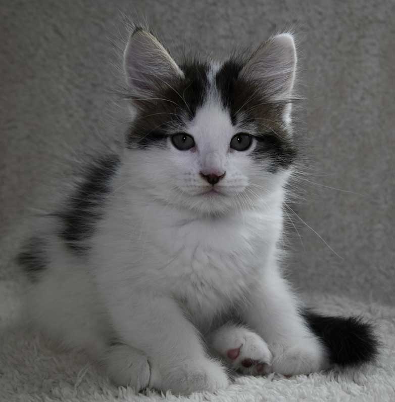 sibirisk kattunge Velimir