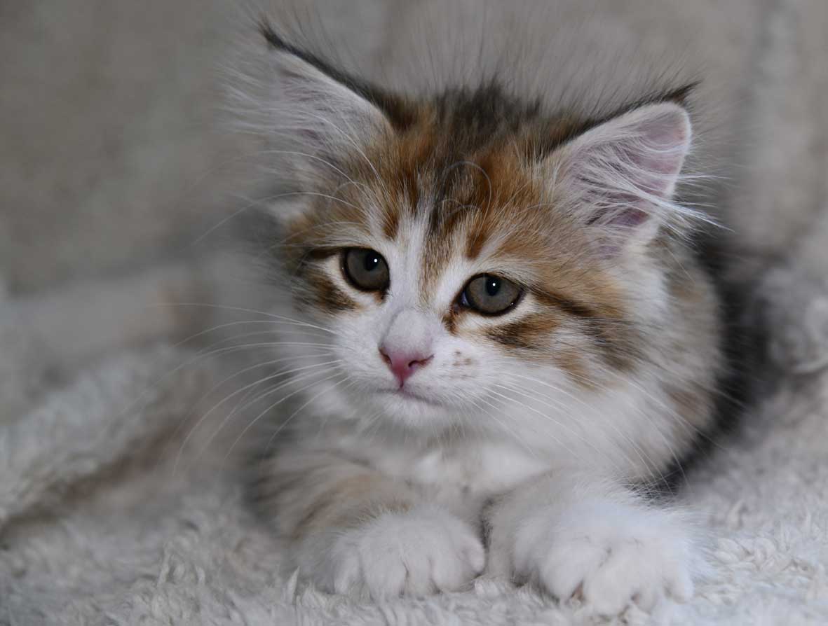 sibirisk kattunge Urey