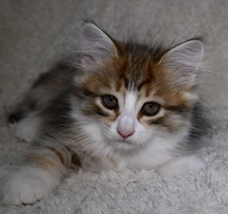 sibirisk kattunge Ueta