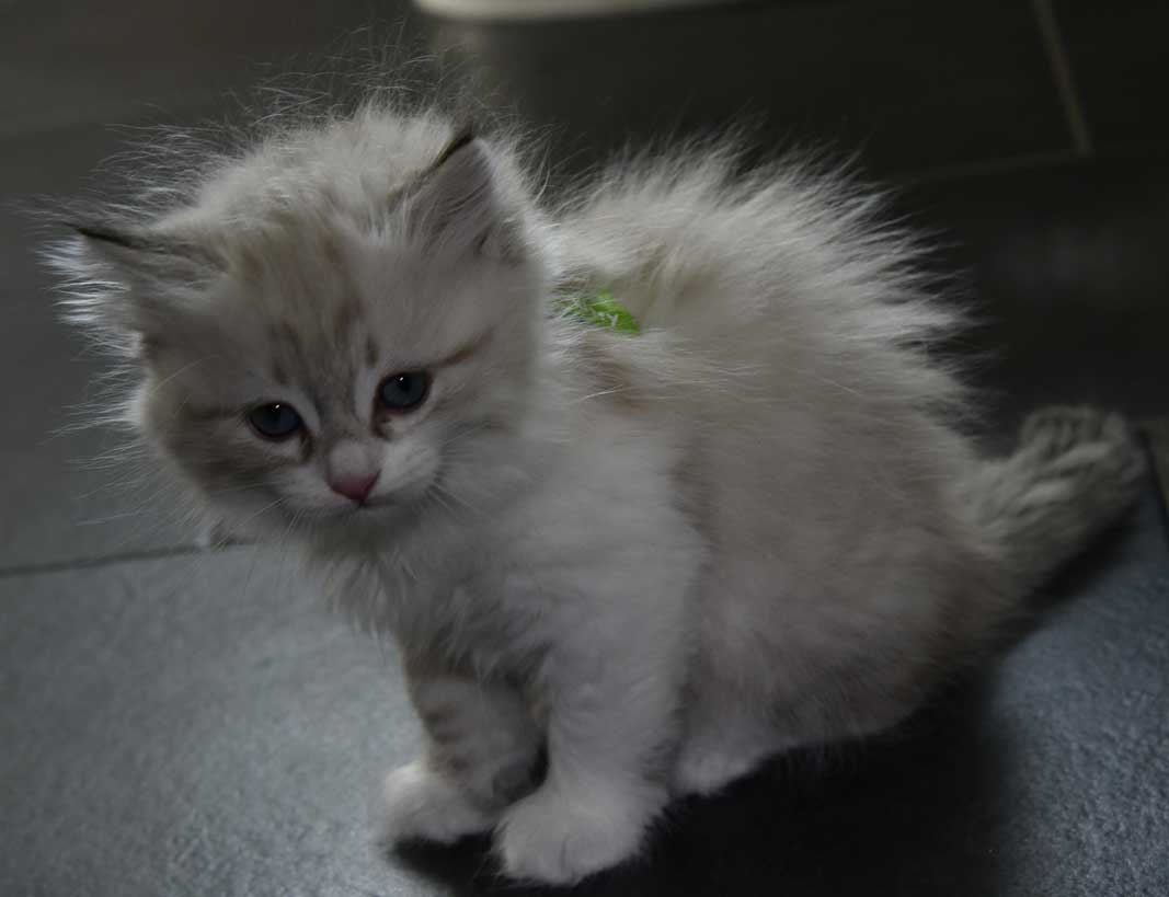 sibirisk kattunge White
