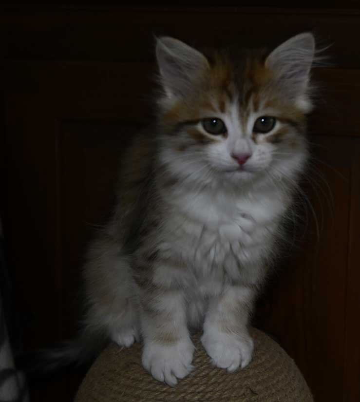 sibirisk kattunge Urey