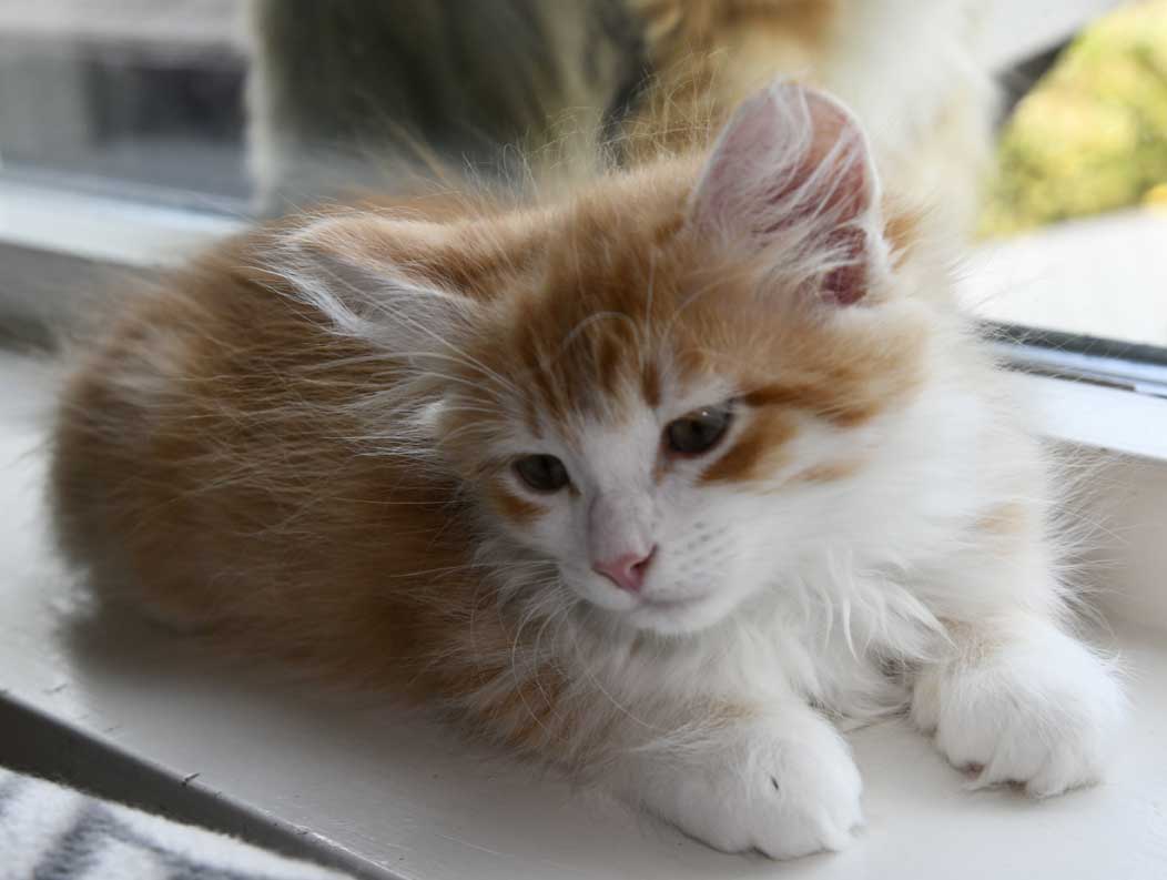 sibirisk kattunge Ukko