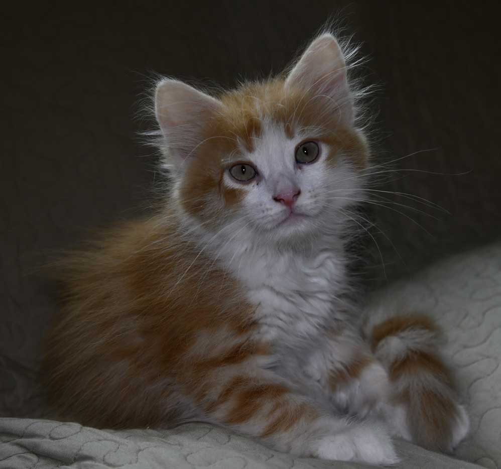 sibirisk kattunge Verdi