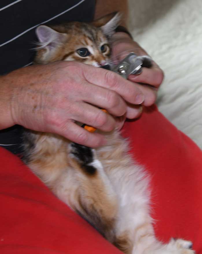 sibirisk kattunge Ursula