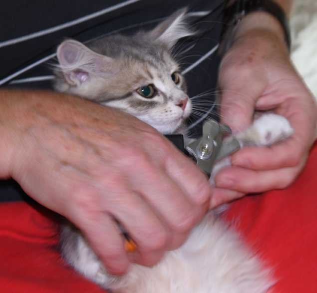sibirisk kattunge Utopia