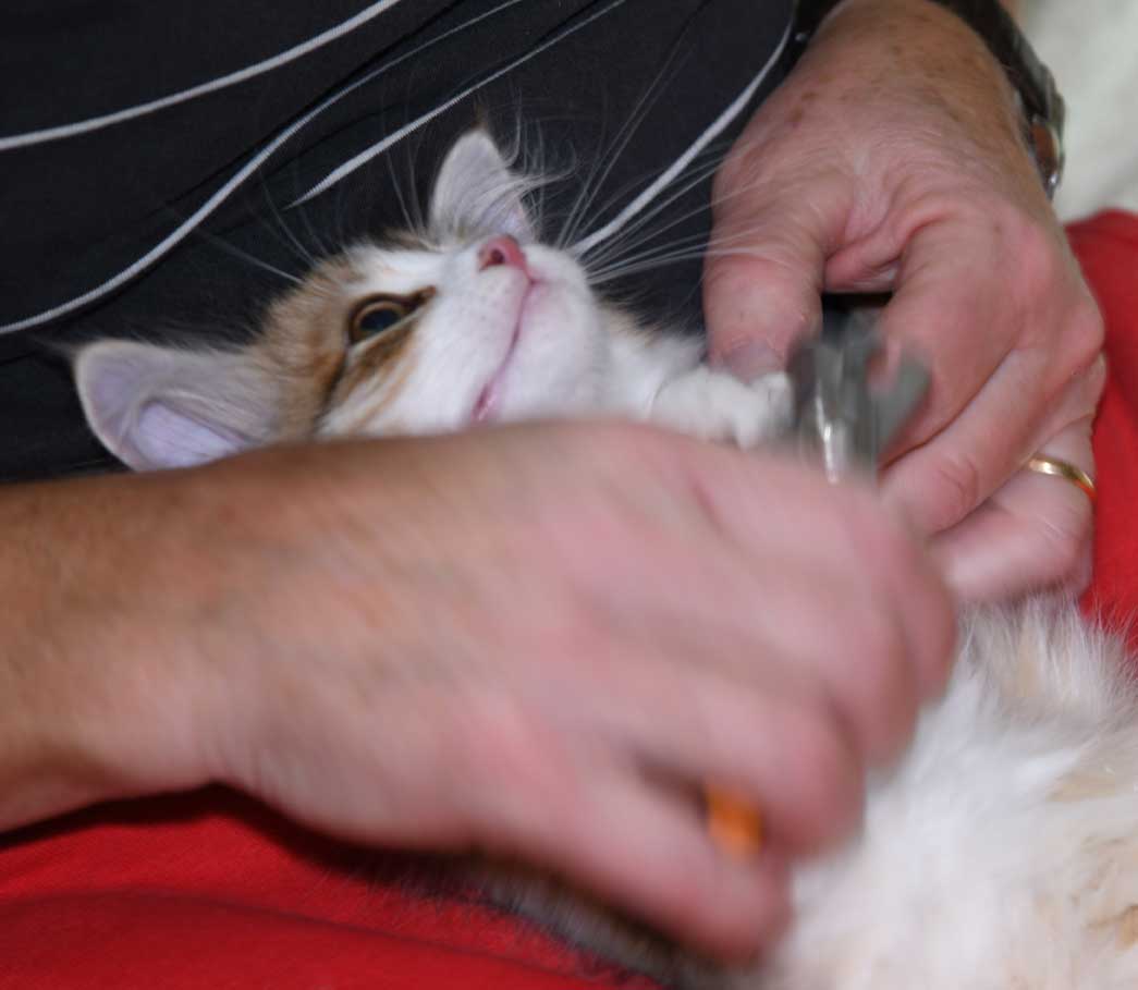 sibirisk kattunge Urey