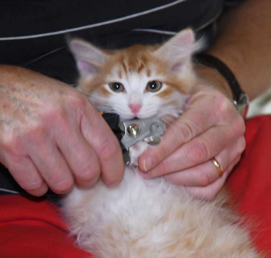sibirisk kattunge Ukko