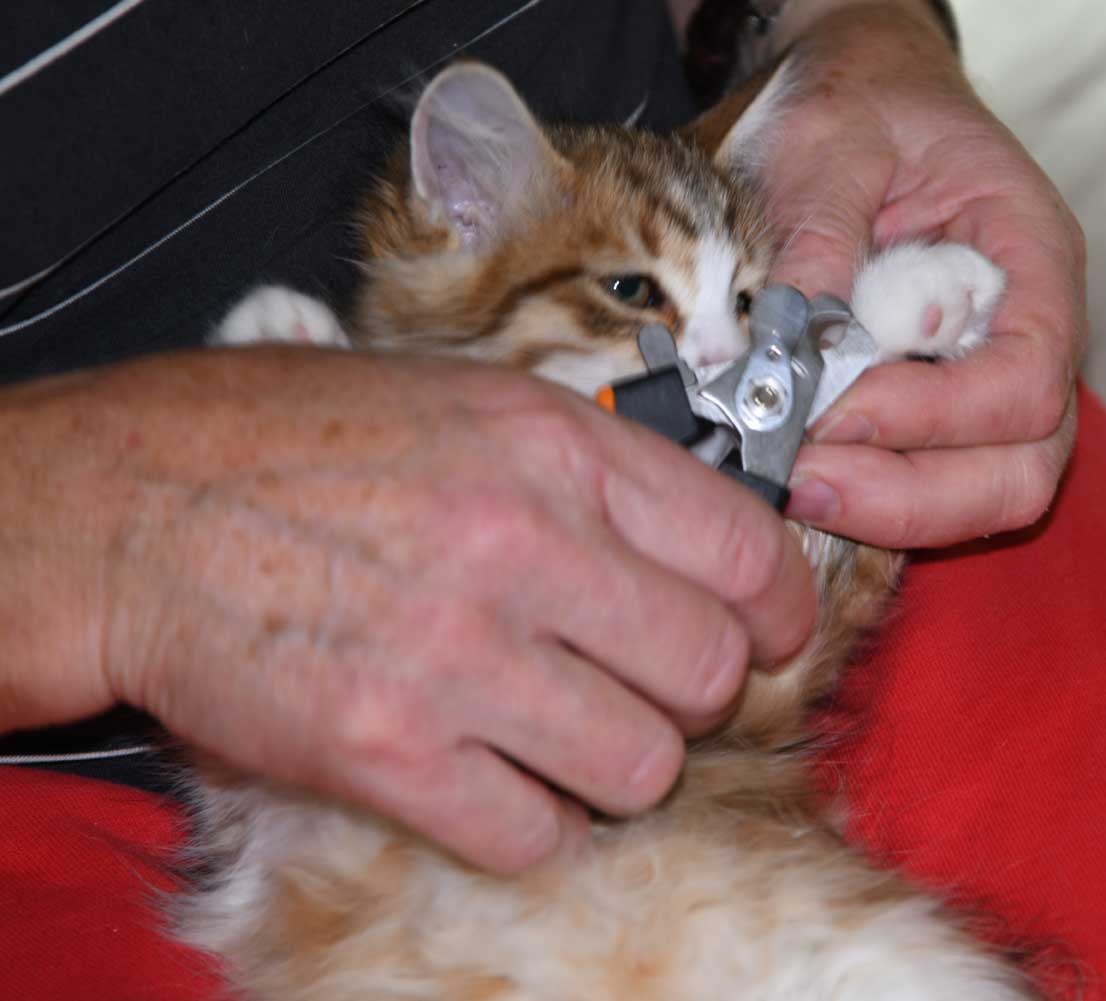 sibirisk kattunge Ueta