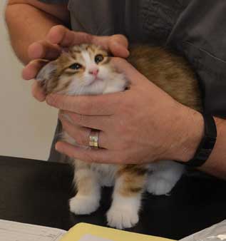 sibirisk kattunge Ueta
