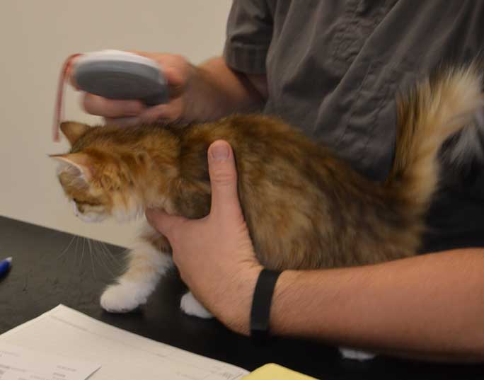 sibirisk kattunge Ueta