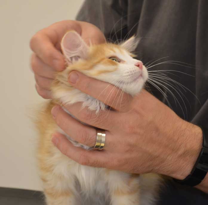 sibirisk kattunge Ukko