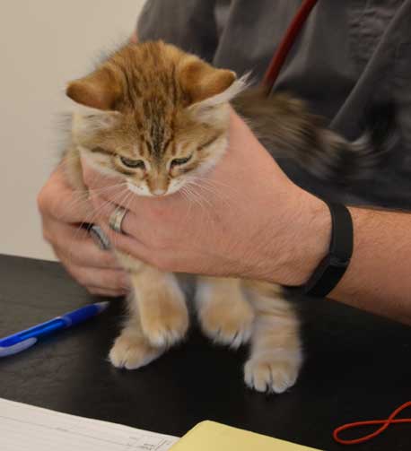 sibirisk kattunge Ursula