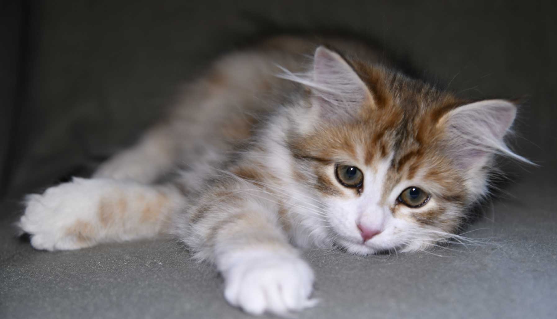 sibirisk kattunge Urey