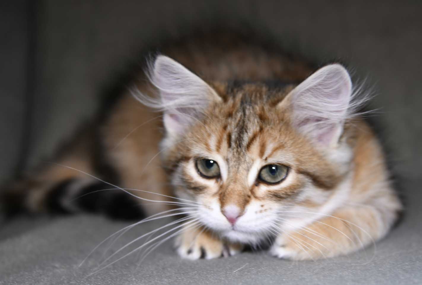 sibirisk kattunge Ursula