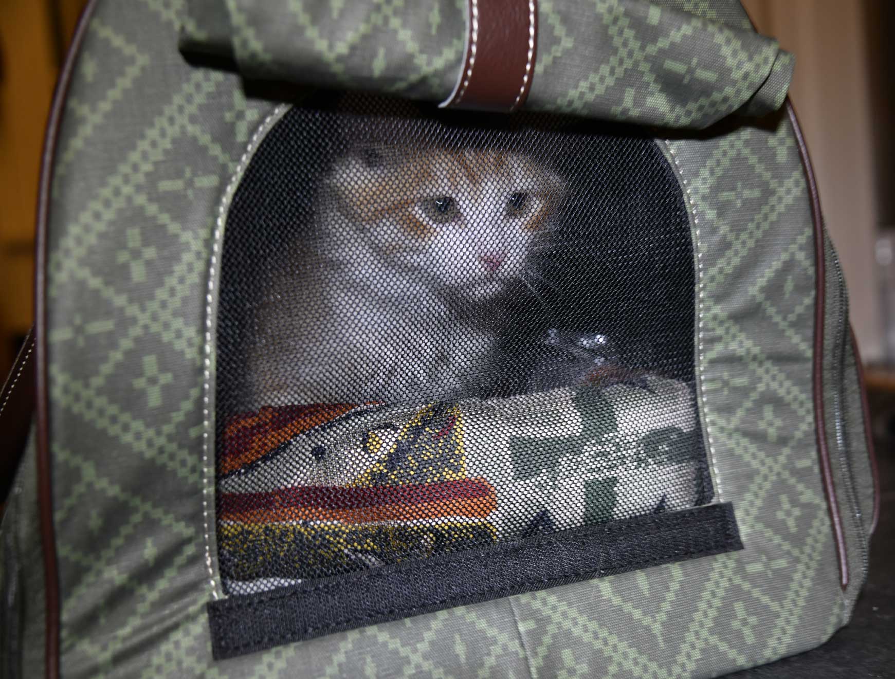 sibirisk kattunge Ukko