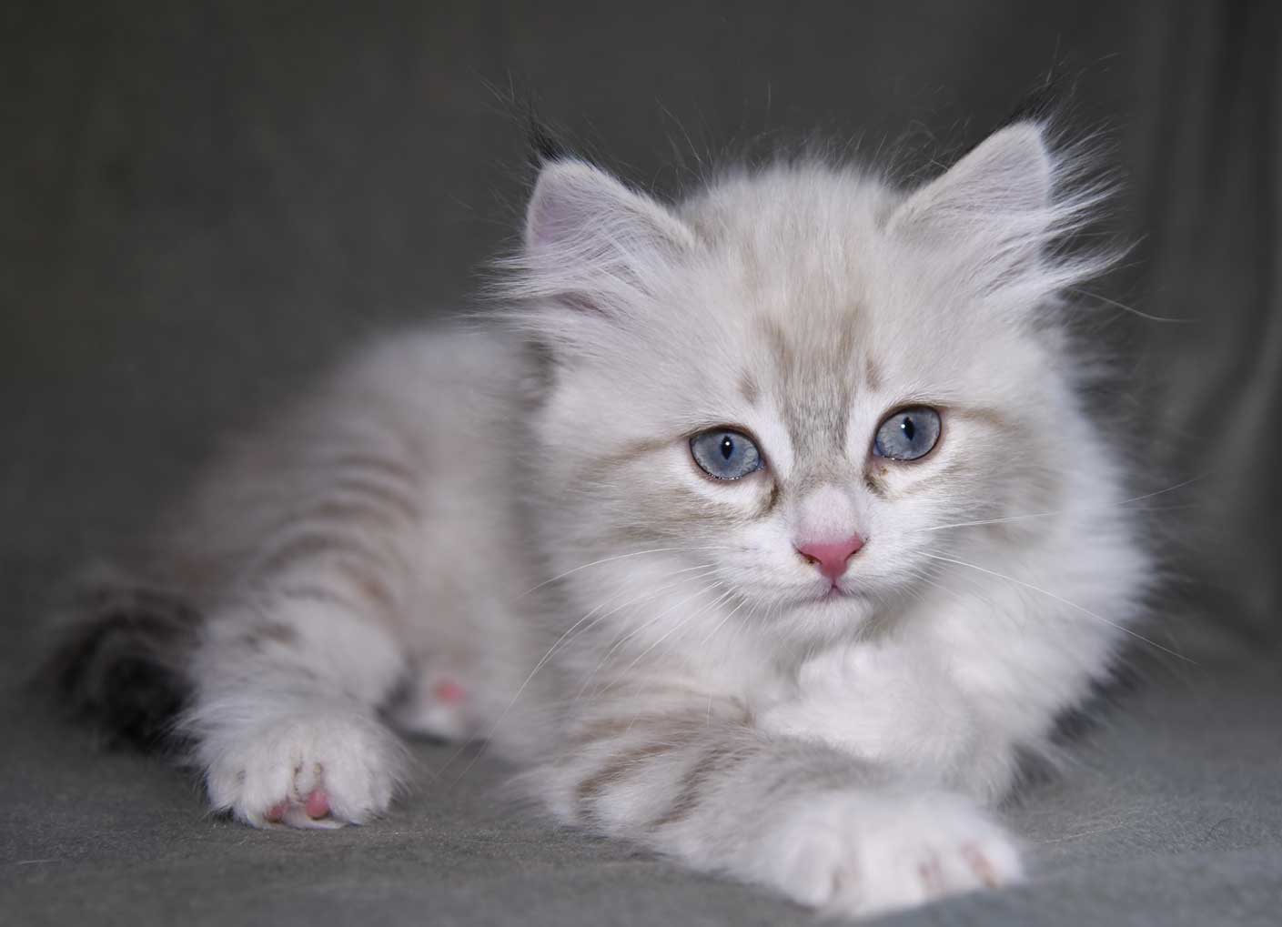sibirisk kattunge White