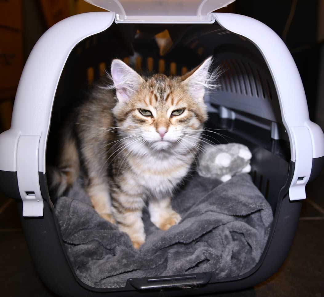 sibirisk kattunge Ursula