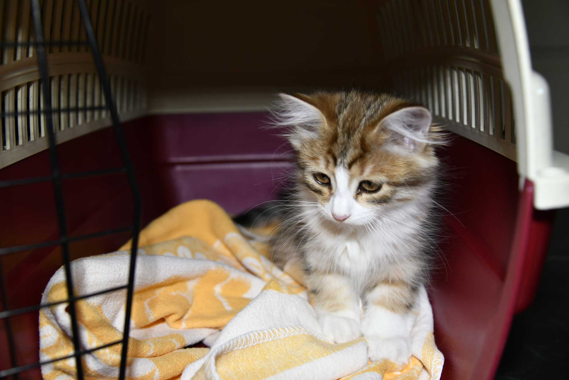 sibirisk kattunge Ueta
