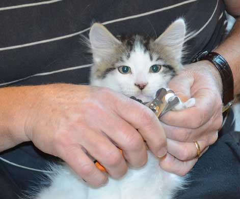 sibirisk katt Velimir