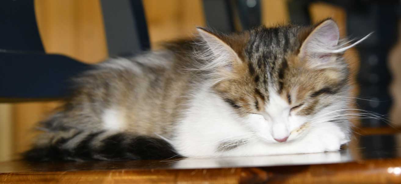 sibirisk kattunge Viv