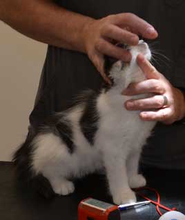 sibirisk kattunge Velimir