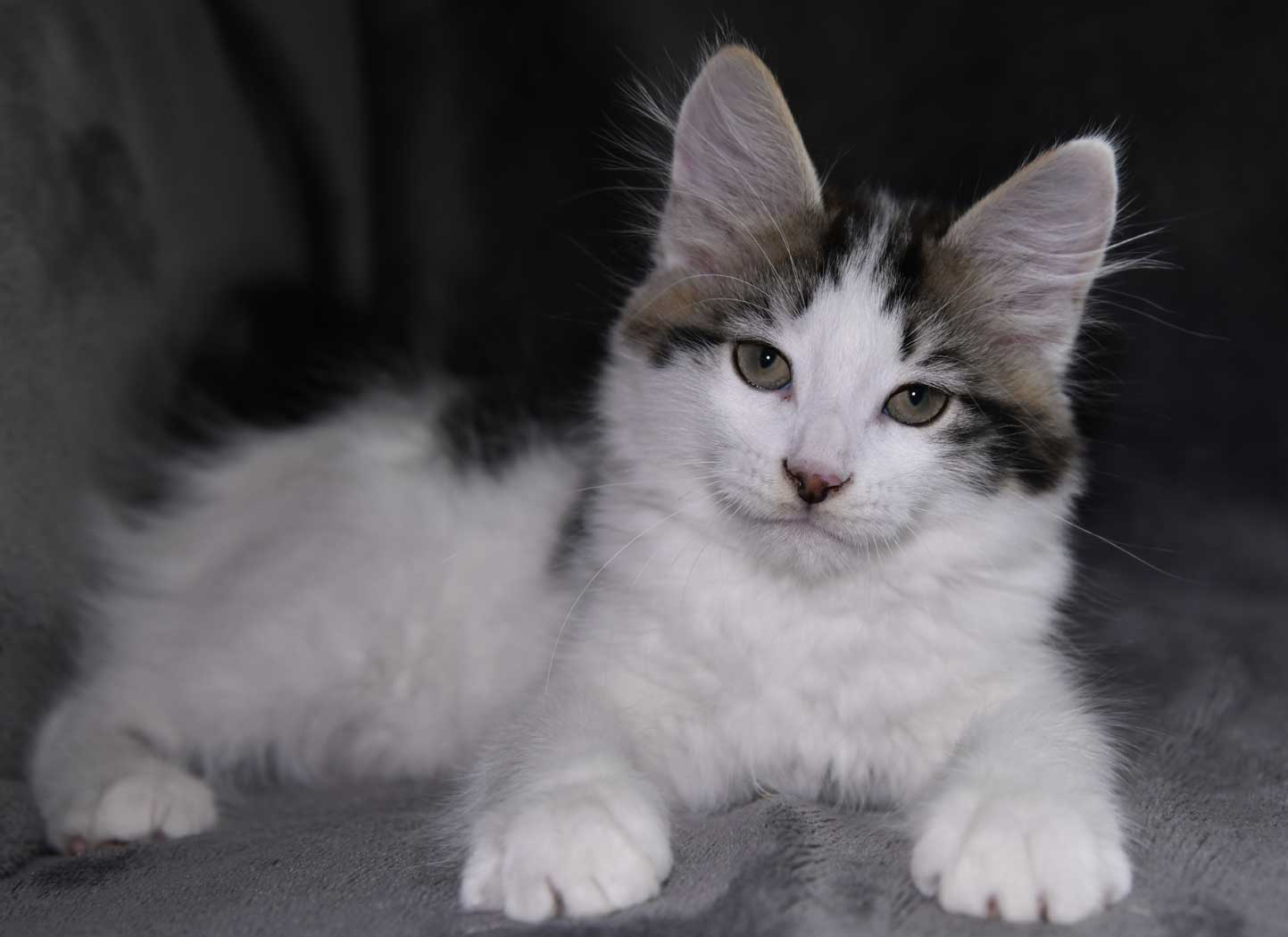 sibirisk kattunge Velimir