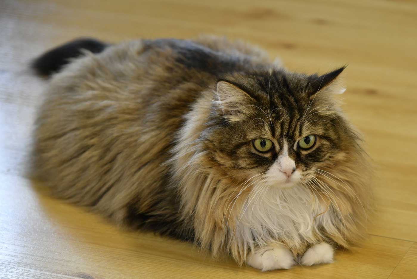 sibirisk katt Mitzi
