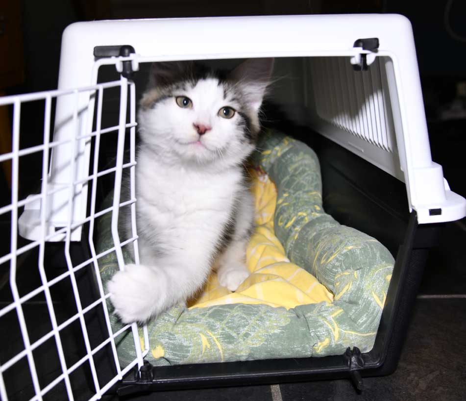 sibirisk katt Velimir