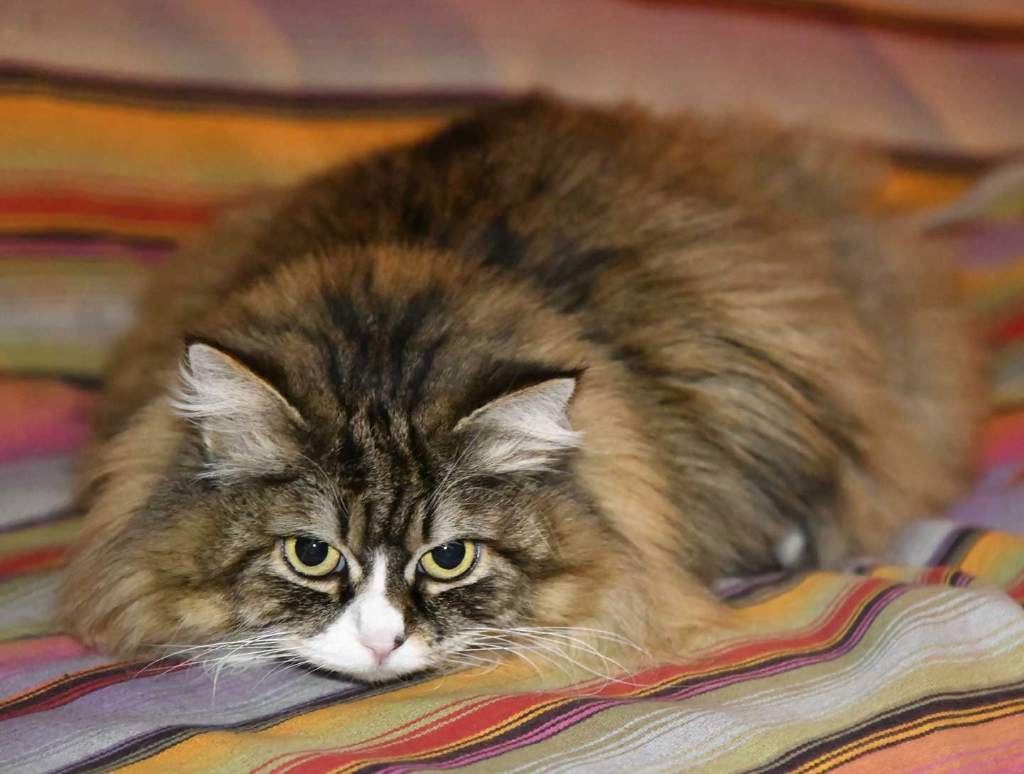 sibirisk katt Mitzi