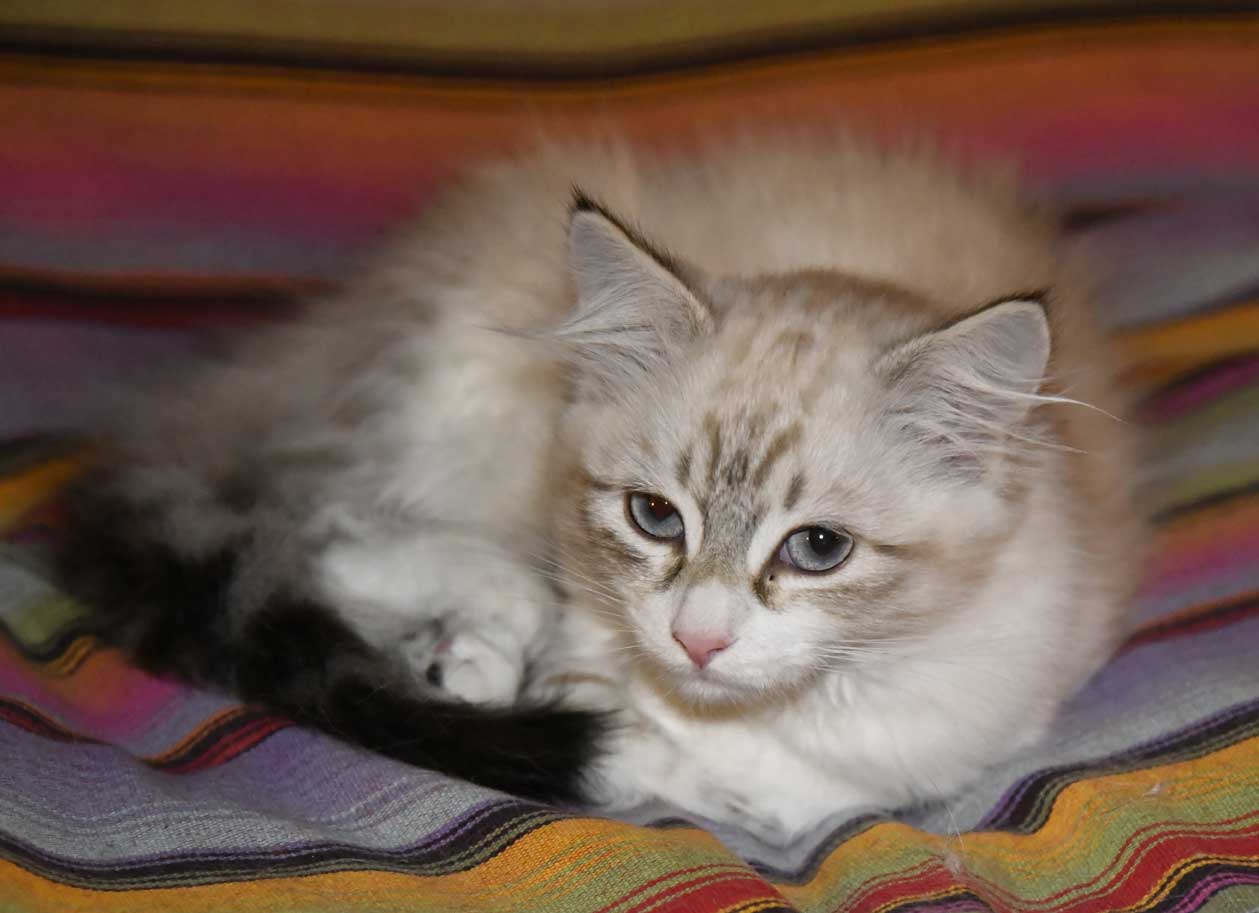 sibirisk kattunge Whiffi