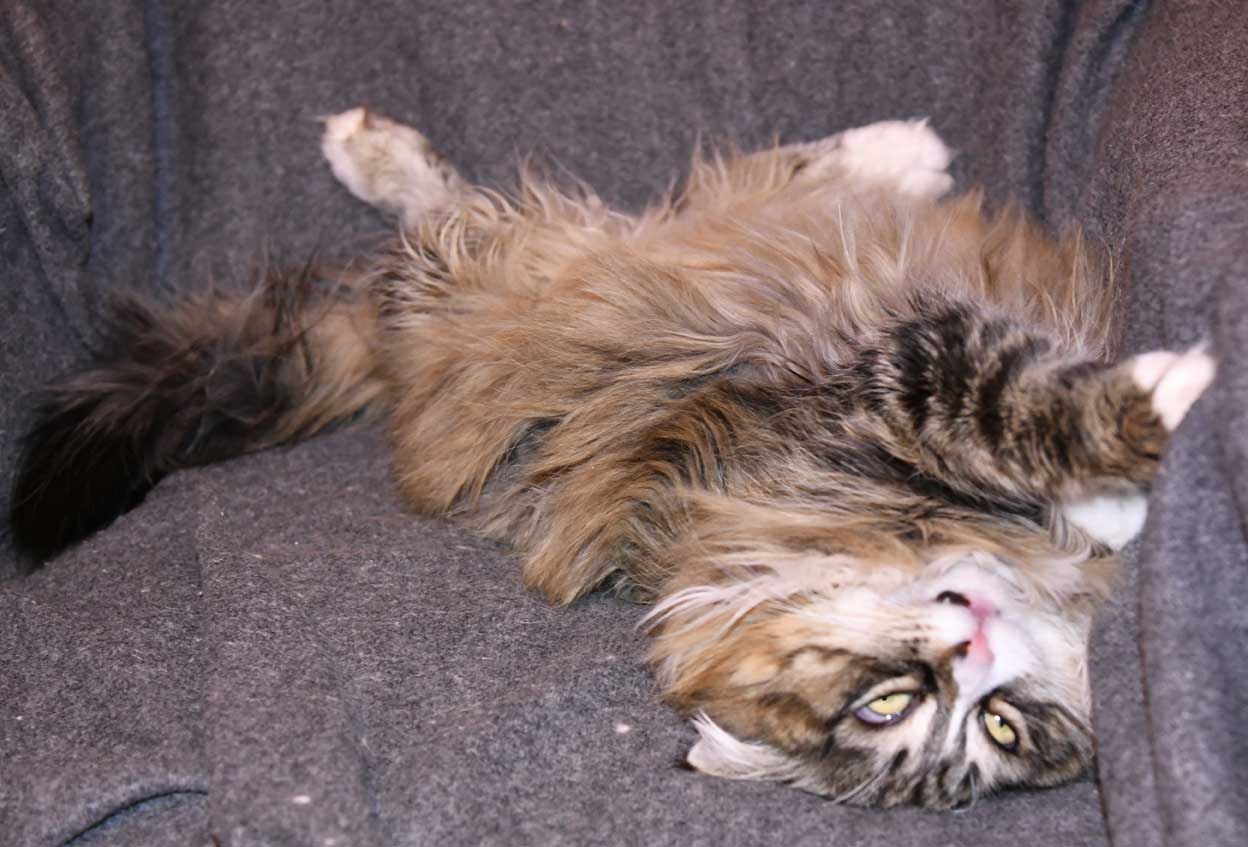 sibirisk katt Mitzi