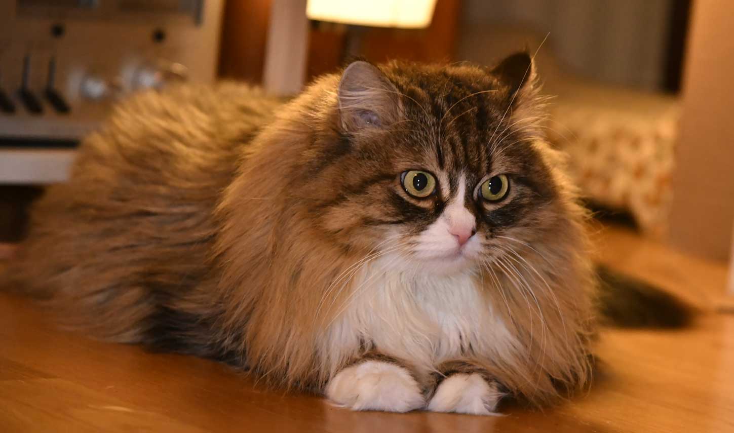 sibirisk katt Mitzi