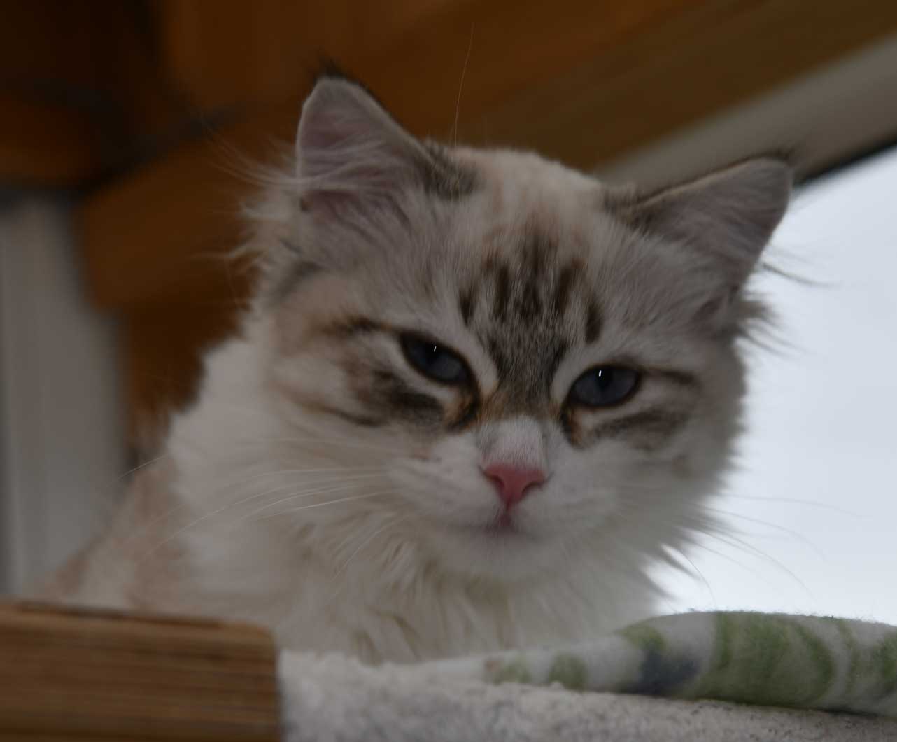 sibirisk katt Whiffi
