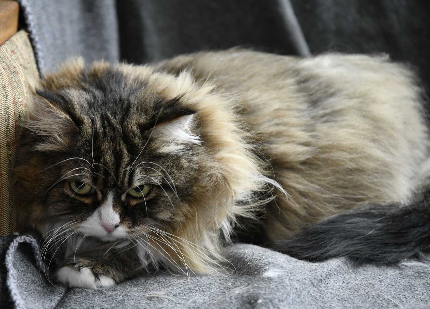 sibirisk katt Mitzi