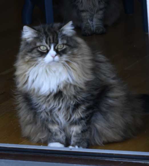 Sibirisk katt Mitzi
