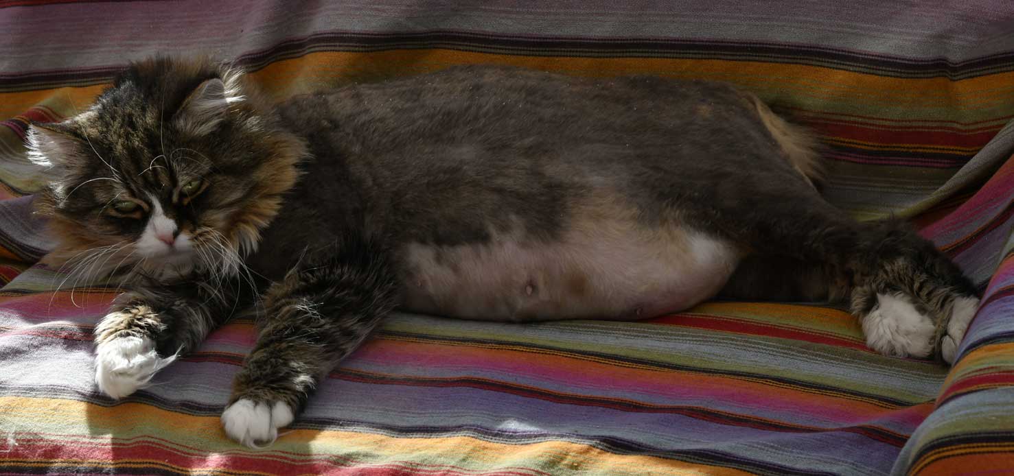 sibirisk katt Mitzi