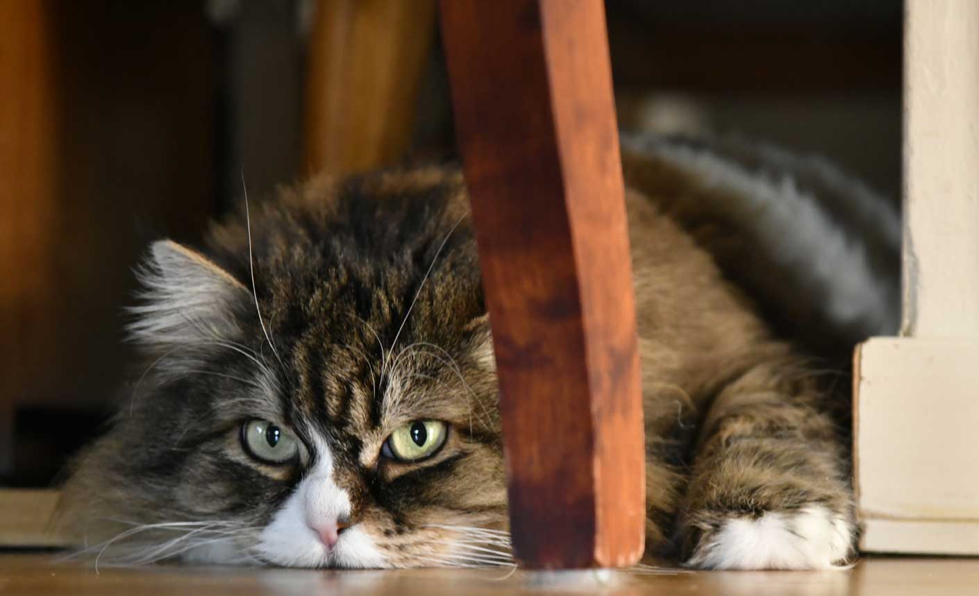 sibirisk katt Mitzi