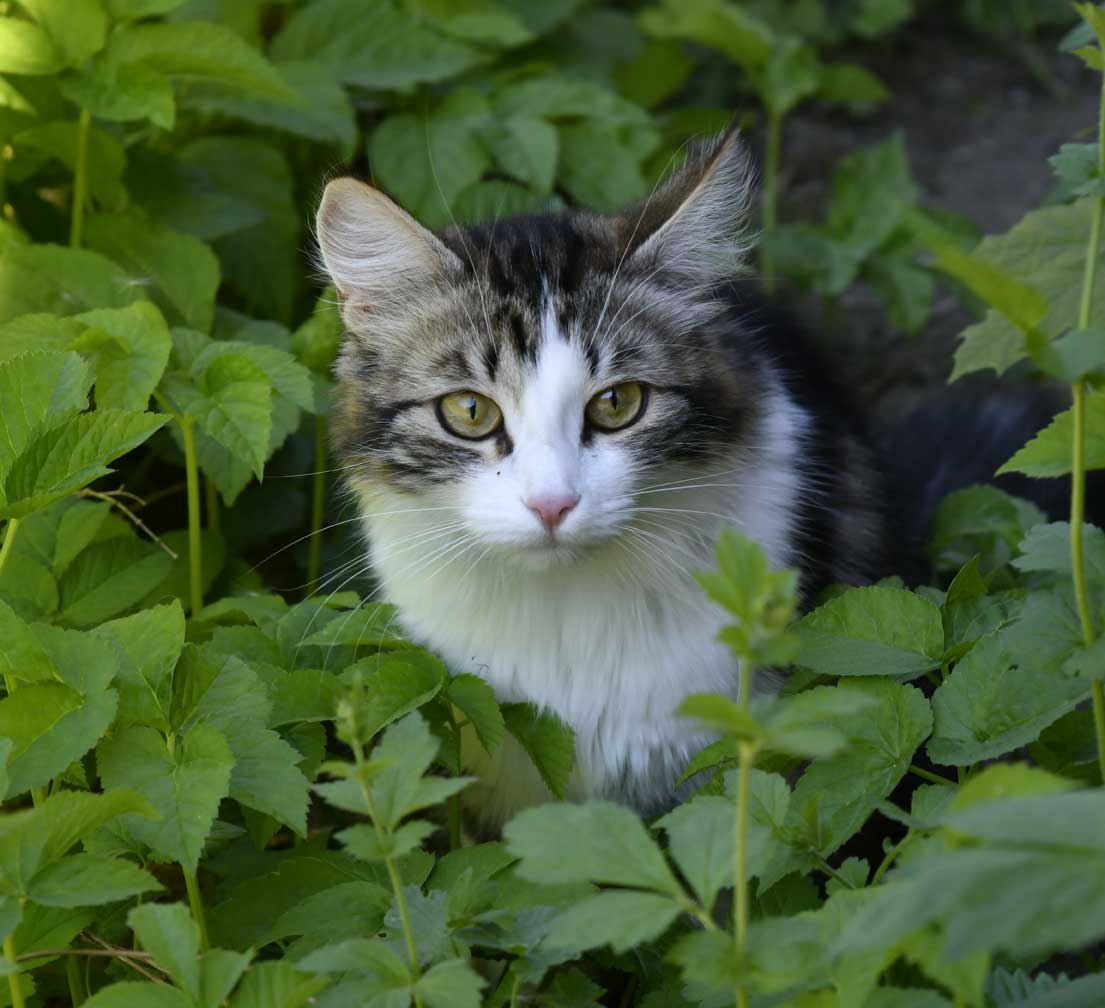 sibirisk katt Vickie