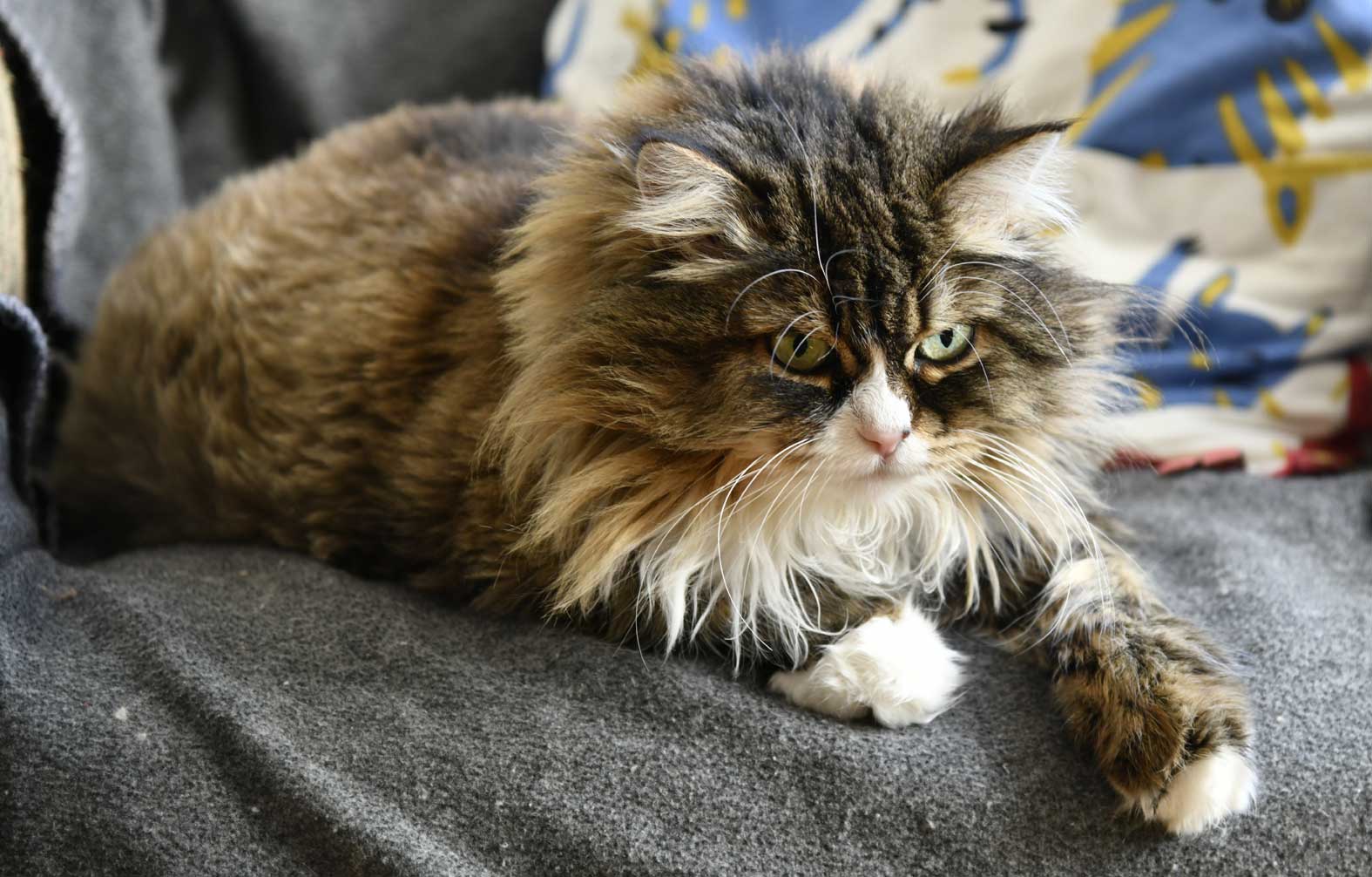 sibirisk katt Mitzi