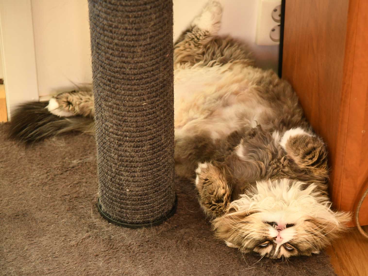 sibirisk katt Mitzi